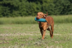 Auslastungstraining für Hunde