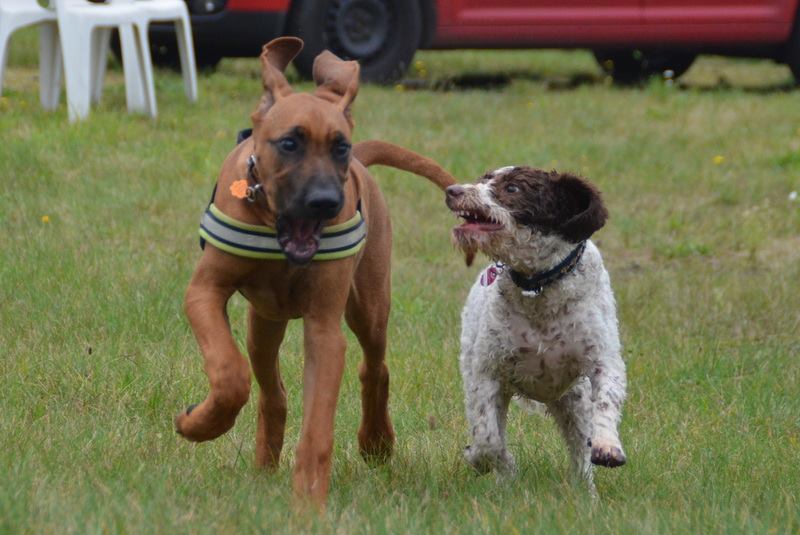 Auslastung für den Hund
